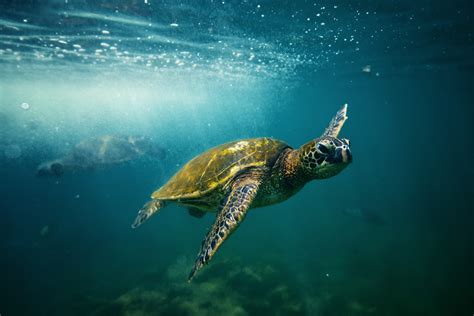 Hawaiian Outrigger Canoe Cultural and Turtle Tour (1 hour, $89)