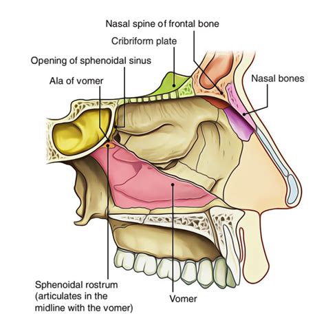 Nasal Cavity – Earth's Lab