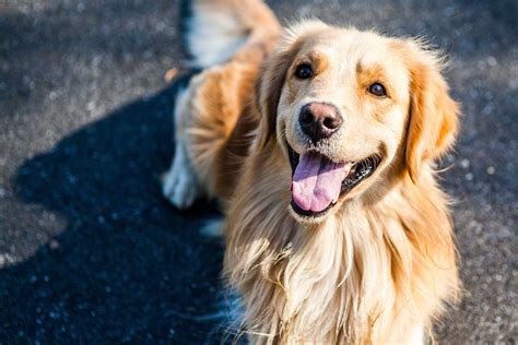 Why Are Golden Retrievers So Prone To Cancer? Lymphoma In Golden Retrievers – ImpriMed