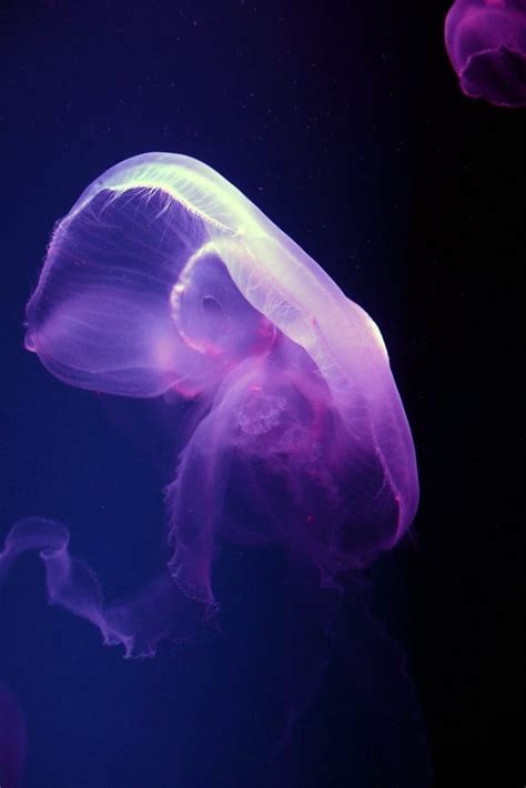 How Dangerous Is A Moon Jellyfish Sting?