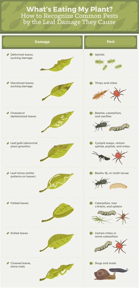 Everything You Need To Know About Getting Rid Of Common Garden Pests | The Huffington Post