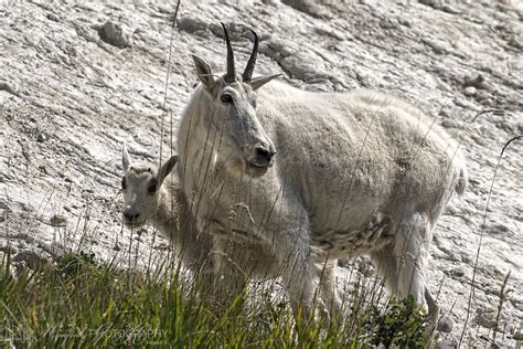 Rocky Mountain Goats | Landscape & Panoramic photographs by Manfred G Kraus