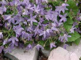 Poscharskyana [www.campanula-campanulaceae.nl]