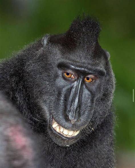 PsBattle: this smiling monkey. : r/photoshopbattles