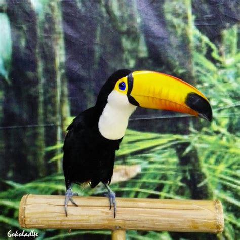 Fun Facts About Toucans - Virily