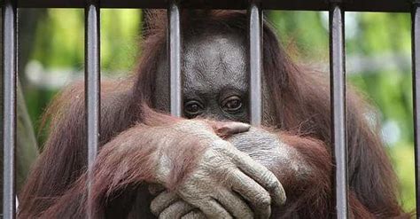 Facts About Animals In Captivity You Might Just Wish You Didn't Know