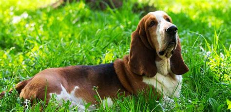 1 Year Old Basset Hound - Basset Hound Puppy Size Guide