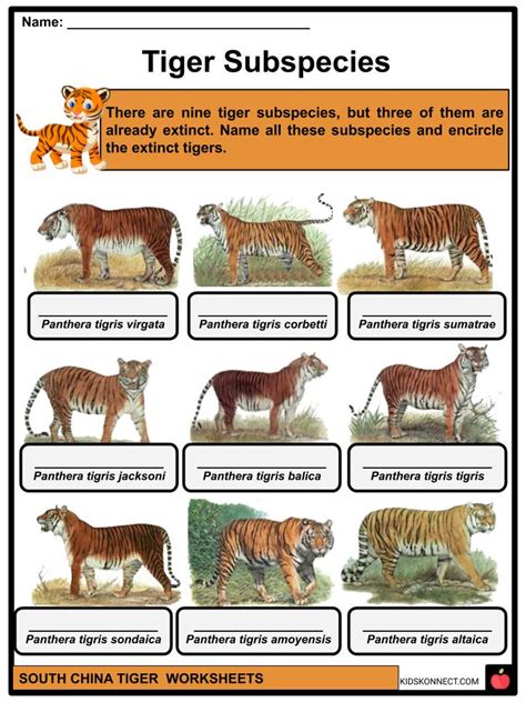 South China Tiger Facts, Worksheets & Taxonomy For Kids