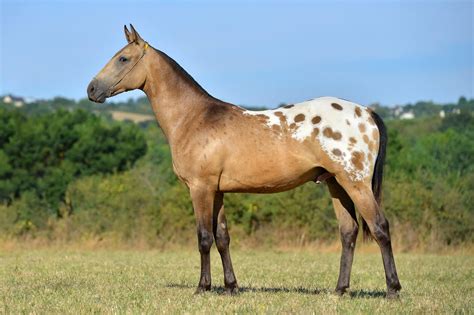 Nez Perce horse (Akhal Teke x Appaloosa) | Horse breeds, Horses ...