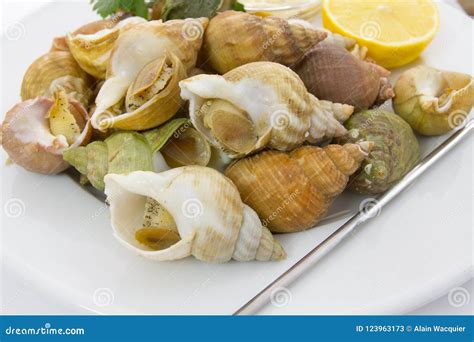 Whelk cooked stock image. Image of whelk, market, seafood - 123963173