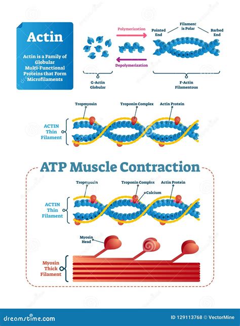 Actin Vector Illustration. Labeled Diagram With Protein Structure. | CartoonDealer.com #129113768