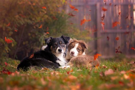 animals, Fall, Leaves, Dog, Outdoors, Grass Wallpapers HD / Desktop and Mobile Backgrounds