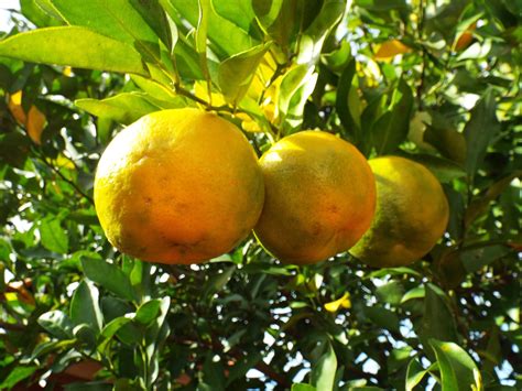 What is Bergamot Fruit - Any Benefits? | SPICES FOR FOODS