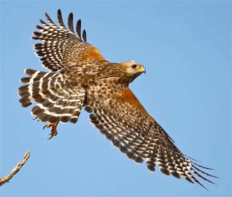 Red-Shouldered Hawk, Eastern Race (Buteo lineatus) | Birds, Bird feathers