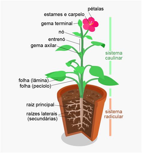 Morfologia Vegetal, Estruturas - Organ System Of Plants, HD Png Download - kindpng