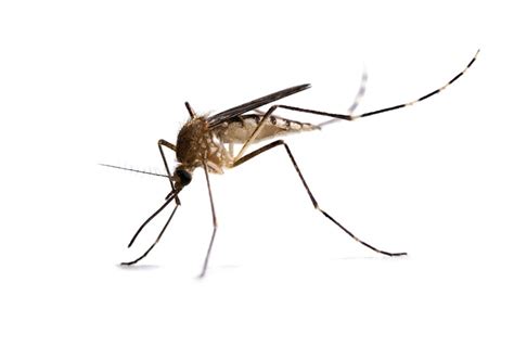 The Anatomy of a Mosquito – MosquitoControl.net