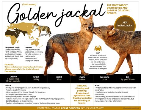 Golden Jackal: Facts, Diet, Habitat