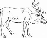 Elk Coloring Pages For Kids sketch template