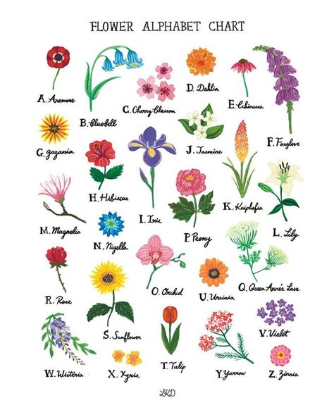 Flower Alphabet Chart Poster 18x24 | Etsy in 2022 | Flower alphabet, Flower types chart, Flower ...