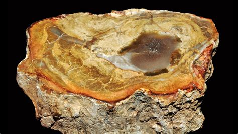 Petrified Wood Properties and Meaning + Photos | Crystal Information