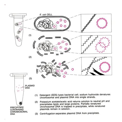 Plasmid DNA Isolation Reagent System | Carolina Biological Supply