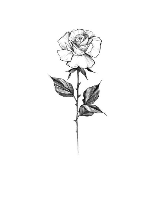 Rose Tattoo | Tattoo design drawings, Rose sketch, Flower tattoo designs