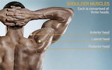 Shoulder Flexion Definition, Exercises & Stretches | BODi