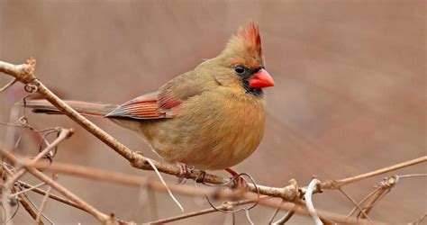 Northern Cardinal Overview, All About Birds, Cornell Lab of Ornithology