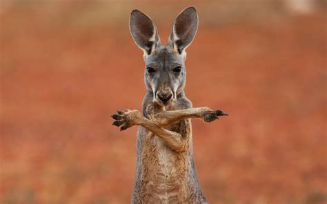 Deshaun Chester - kangaroo wallpaper pictures free - 1920x1200 px | Australia animals, Kangaroo ...