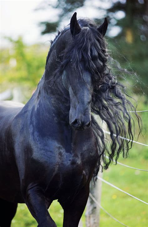 Horses, Black horses, Friesian horse