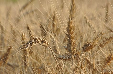 hard red winter wheat, nearly ripe | Photo by Natalie Sukha.… | Flickr