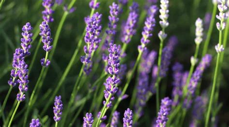 Should You Fertilize Your Lavender Plants?