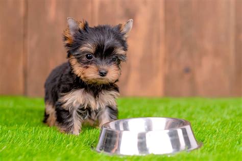 How Much Does a Teacup Yorkie Cost? (2024 Price Guide)