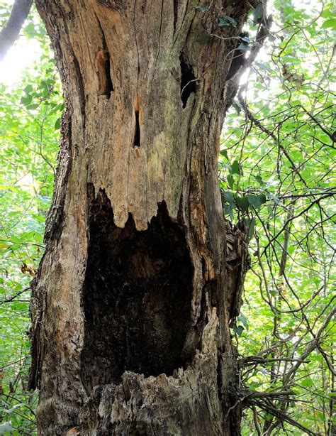 8 of the creepiest trees on Earth in 2020 | Unique trees, Weird trees ...