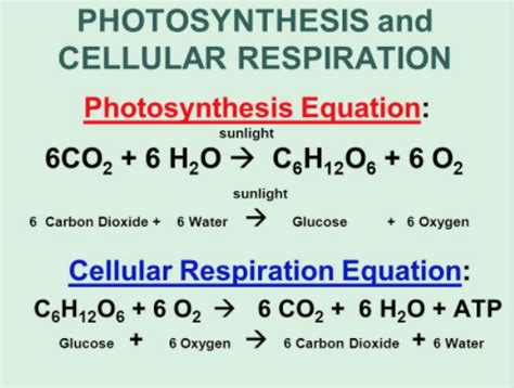 Chemical Equation For Photosynthesis And Cellular Respiration