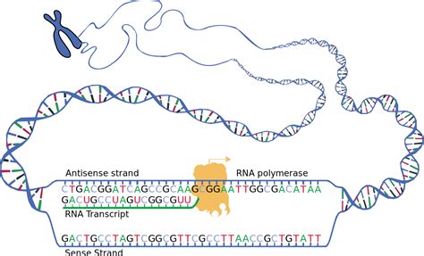 La transcription en animation : de l'ADN à l'ARN | Planet-Vie