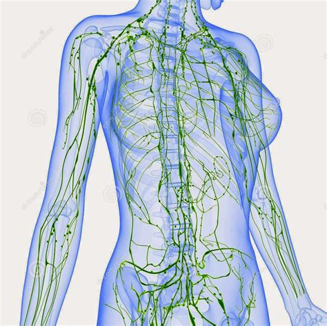 Imágenes de Salud: Imágenes del sistema linfático