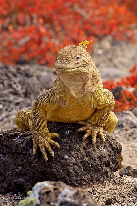 The Galapagos land iguana is a species of lizard in the family Iguanidae. It is one of three ...