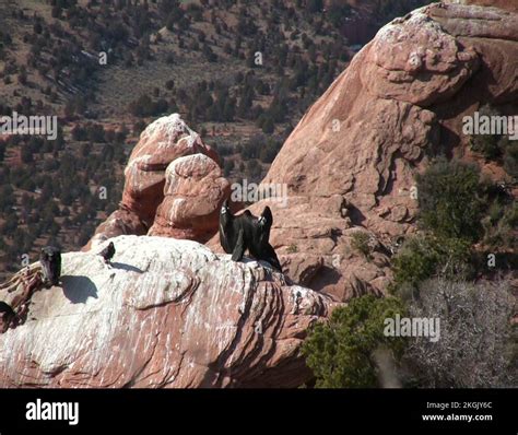 California condor breeding Stock Videos & Footage - HD and 4K Video Clips - Alamy