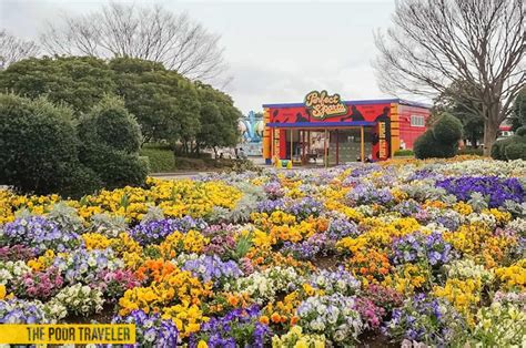 HITACHI SEASIDE PARK: Early Spring Blooms in Ibaraki, Japan | The Poor Traveler Itinerary Blog