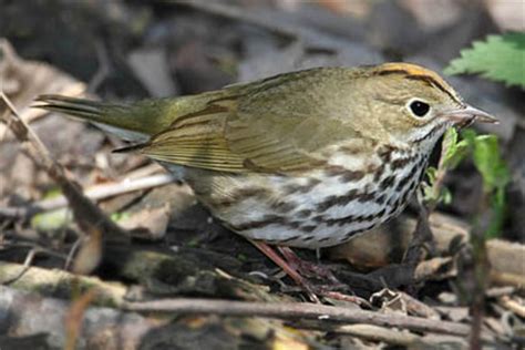 Ovenbird Pictures and Photos - Photography - Bird | Wildlife | Nature - Christopher Taylor