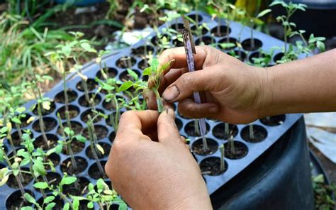 How To Plant & Grow Lemongrass From Seeds (Sowing Guide)- EmbraceGardening