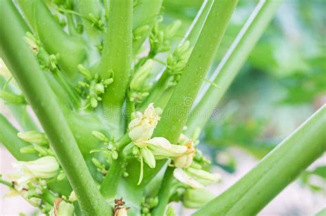 Flowers on the Papaya Tree.Holland Papaya Flowers it is Perfect Flower Stock Photo - Image of ...