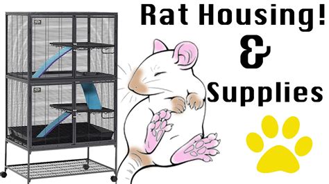 Pet Rat Care - Housing & Extras - YouTube