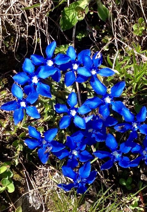 Bavarian gentian