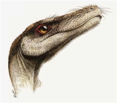 Coelurus fragilis - Sydney Mohr Cool Dinosaurs, Prehistoric Dinosaurs ...