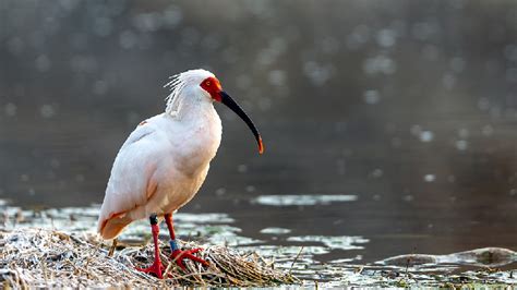 Live: The life of the wild crested ibis family in NW China - CGTN