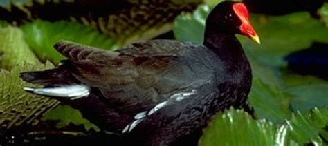 Moorhen | FWS.gov