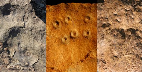 New fossil evidence supports theory that first mass extinction ...