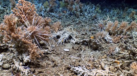 Scientists discover pristine deep-sea coral reefs in the Galápagos ...